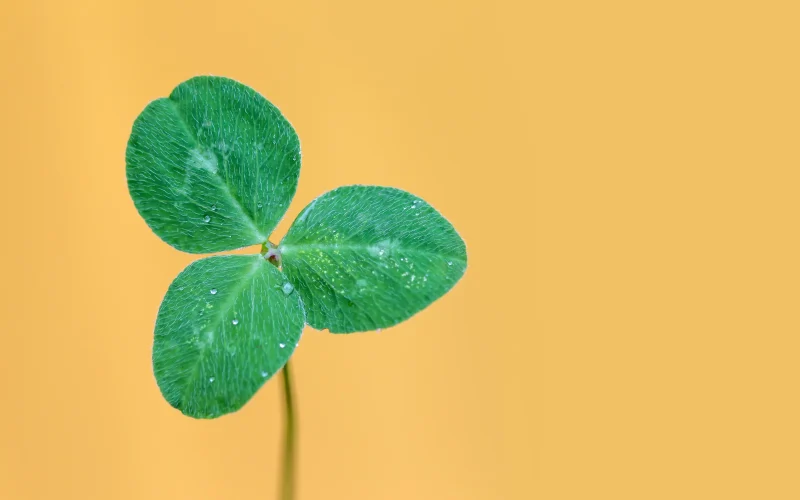 imagen-blog-trebol-aprenderenirlanda